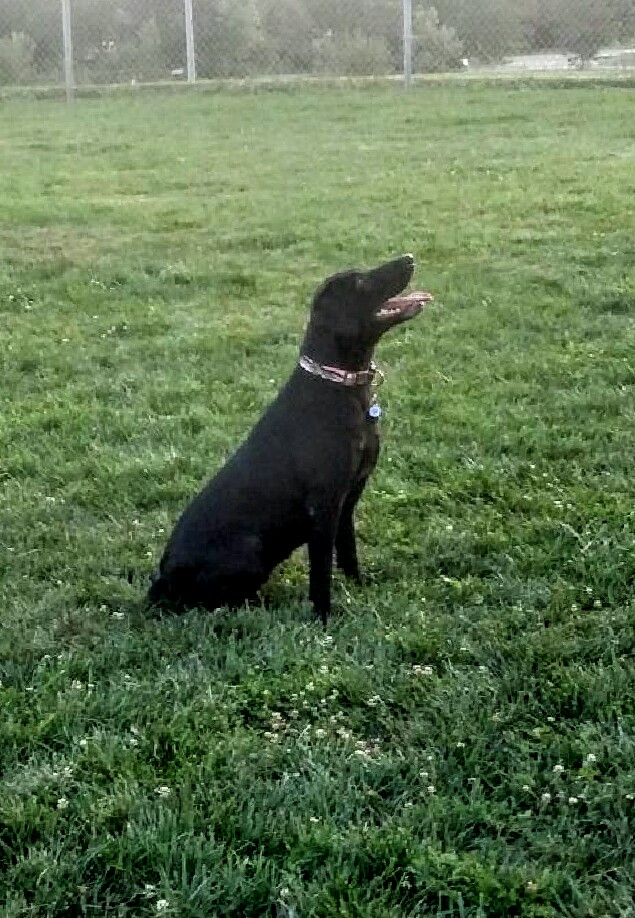 Harrison’s Twilight Firefly | Black Labrador Retriver