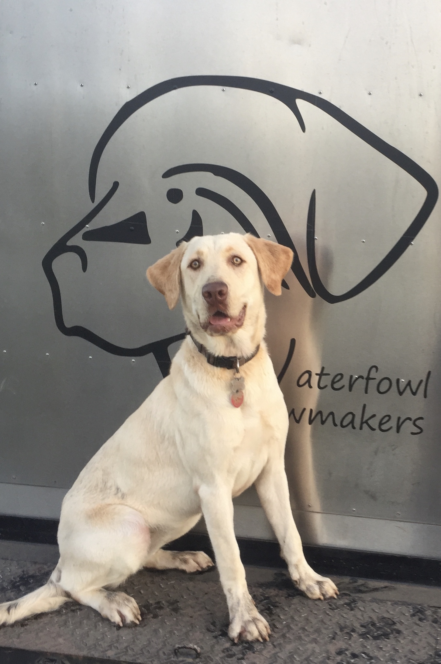 Avery’s Blue Moon Alls In Rebel Alliance Jh | Yellow Labrador Retriver