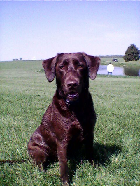 GRHRCH UH Smoke And Fire In The Sky MH | Chocolate Labrador Retriver