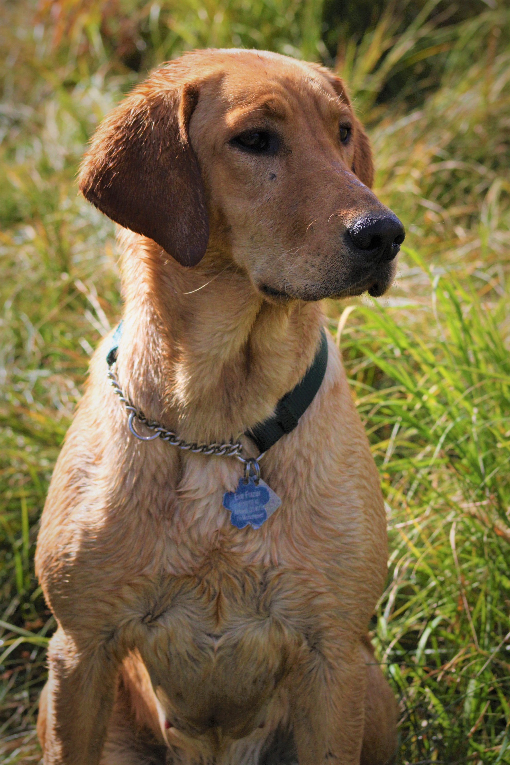 Evelyn's Song To A Meadowlark | Yellow Labrador Retriver