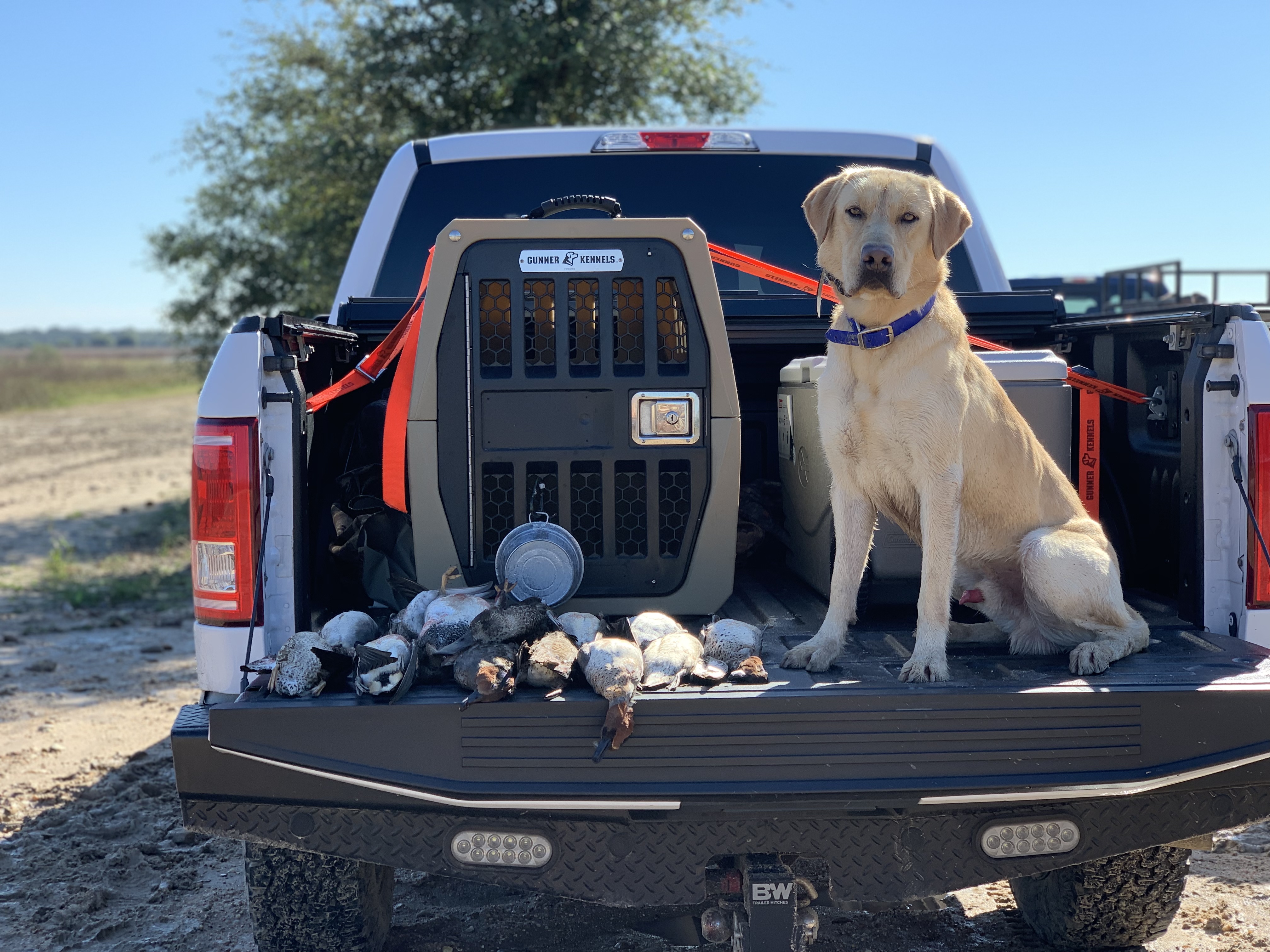 Drake's Rippin Lethal Weapon JH | Yellow Labrador Retriver