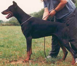 Weddo v. Nassau-Oranien | Black Doberman Pinscher