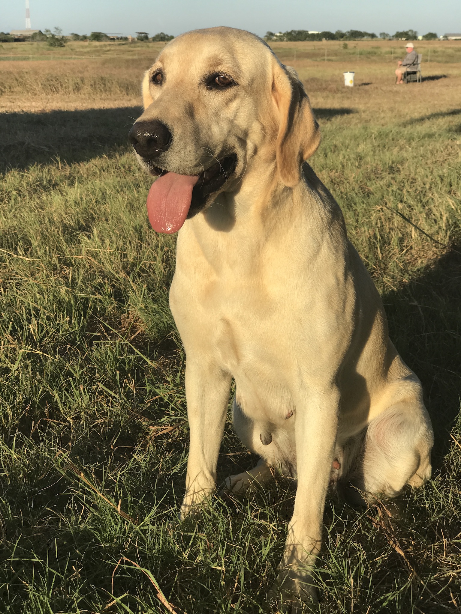 Cedar Spring’s Annie Oakley JHU | Yellow Labrador Retriver