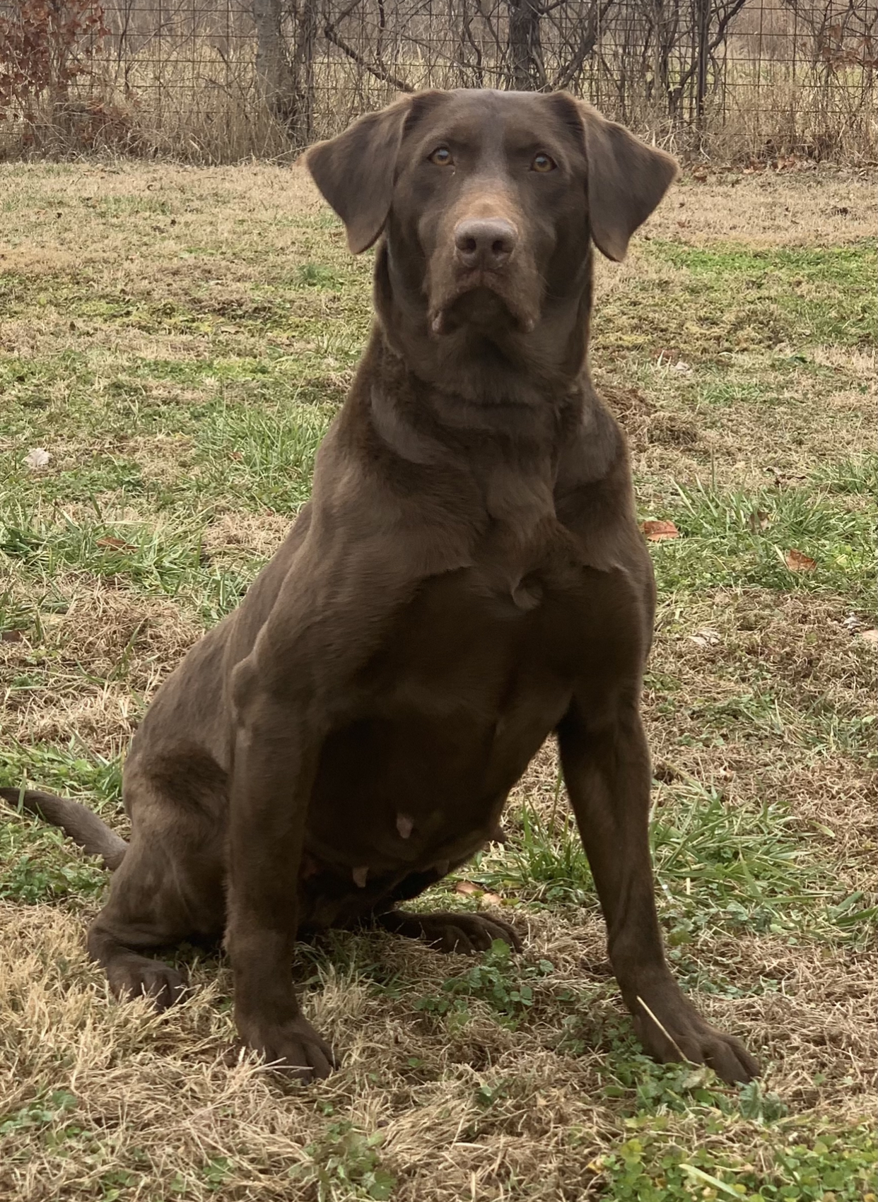 HR Backwaters Mystic River | Chocolate Labrador Retriver