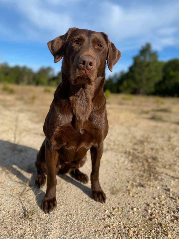 HR Backwaters Mystic River | Chocolate Labrador Retriver