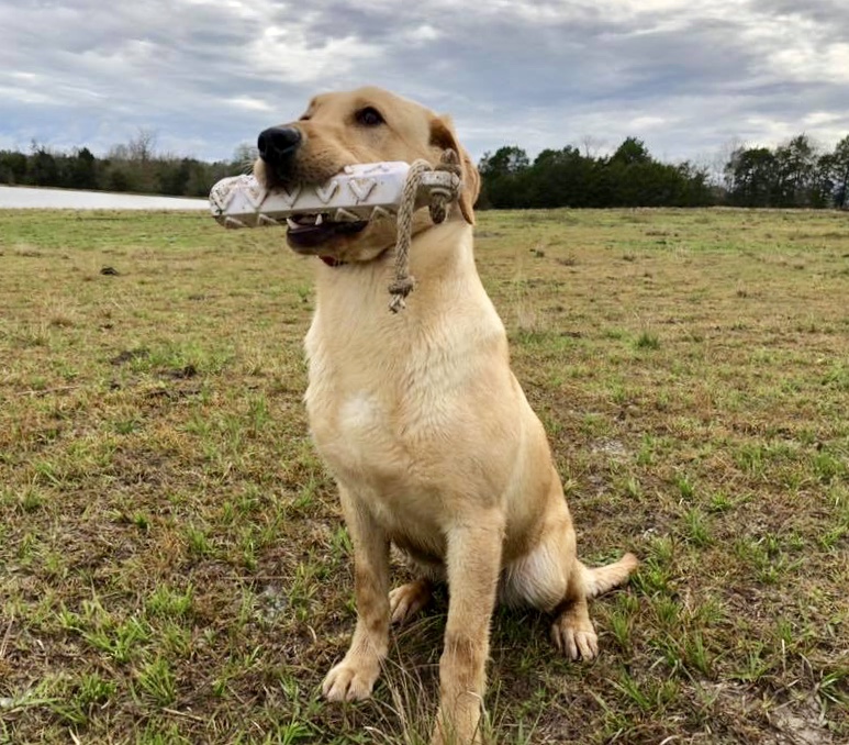 HR Lazy P’s Cypress Skeeter JH | Yellow Labrador Retriver