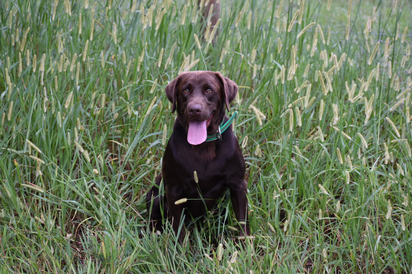 Hazel Bradley | Chocolate Labrador Retriver