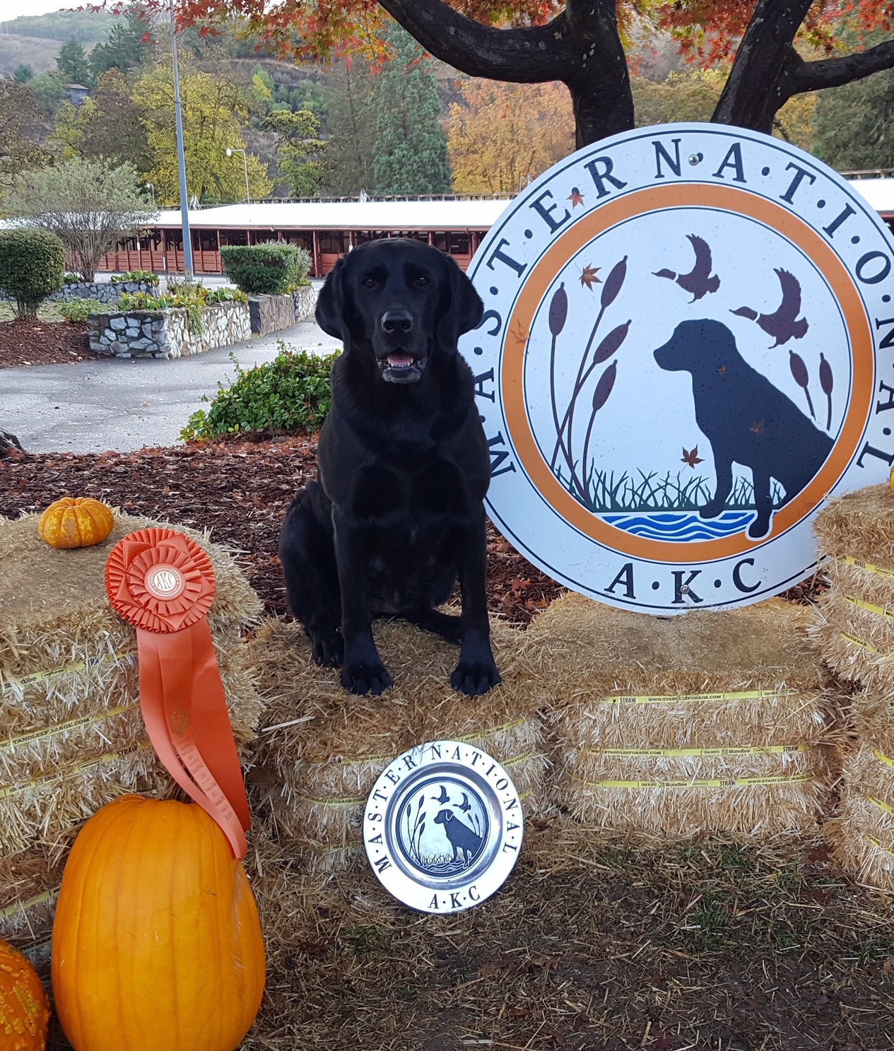 DMR Golden Boy's Black Magic MH, MNR ( Master National Qualifier 2018, 2019, 2020, 2021) | Black Labrador Retriver