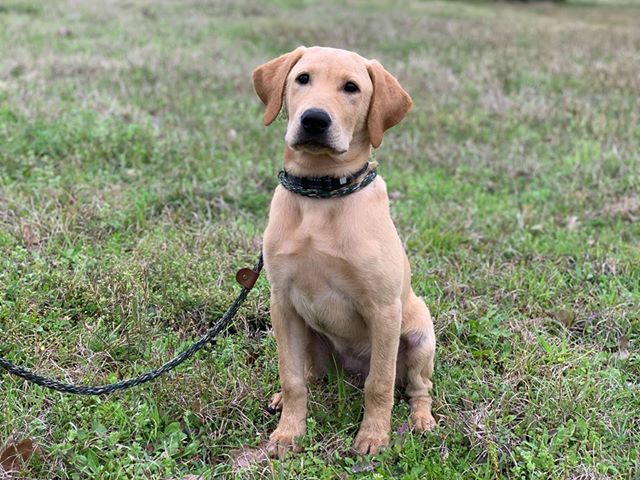 SHR 3M's Le Roi Cochon | Yellow Labrador Retriver