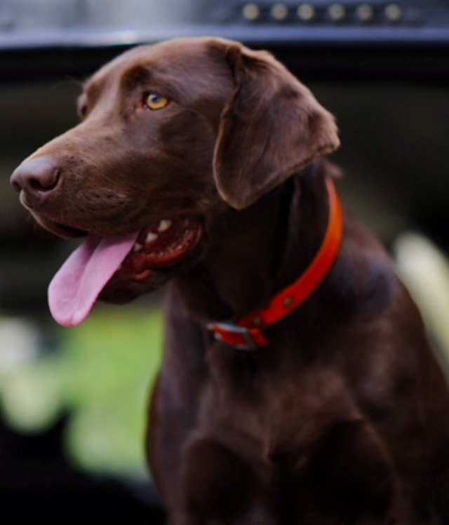 Travis's Sage'n Grace JH, DJ, CGCA, TKN | Chocolate Labrador Retriver