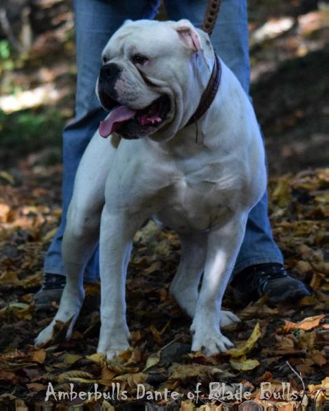 Amberbulls Dante of Blade Bulls | American Bulldog 