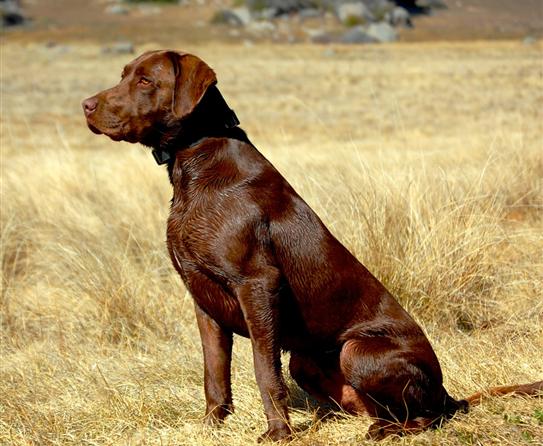 Juhnke's Sir Woodrow MH | Chocolate Labrador Retriver