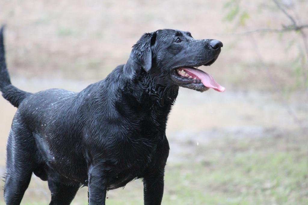 Sherman La Cazadora De Palomas | Black Labrador Retriver