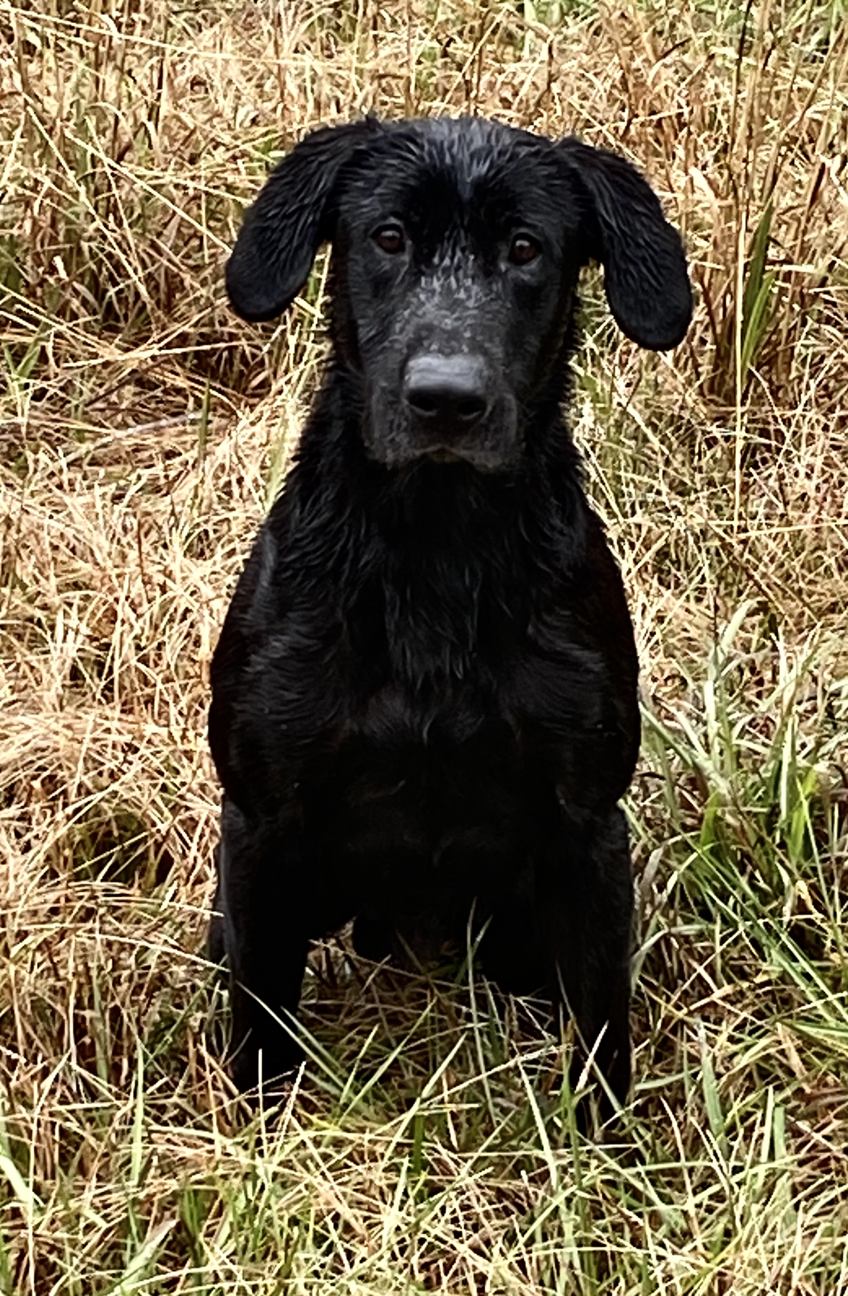 HRCH Coolwater’s Man Pac MH | Black Labrador Retriver