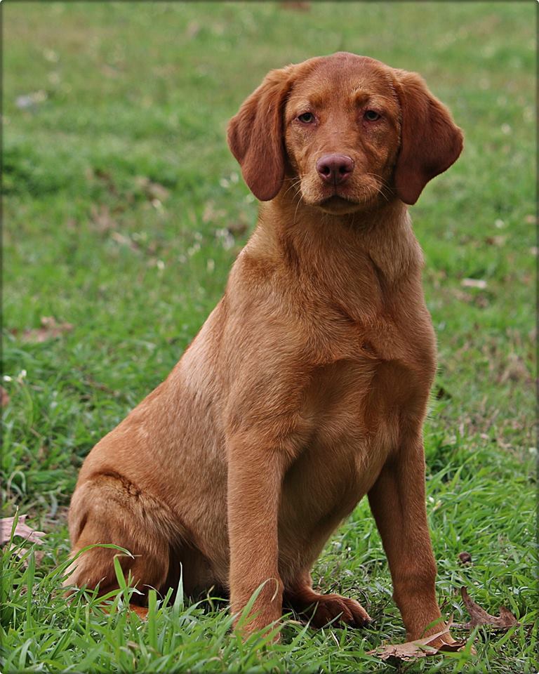 SBR Red Ruby | Yellow Labrador Retriver