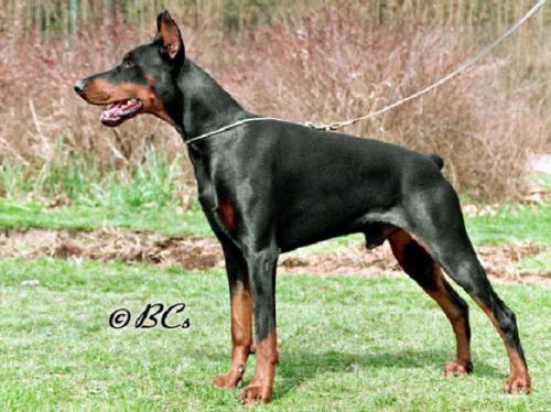 Graaf Festus v. Neerlands Stam | Black Doberman Pinscher