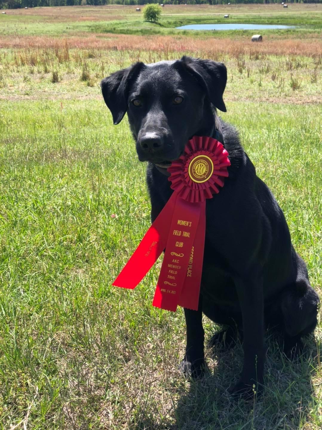 Belmonts Canadian Contraband QAA | Black Labrador Retriver