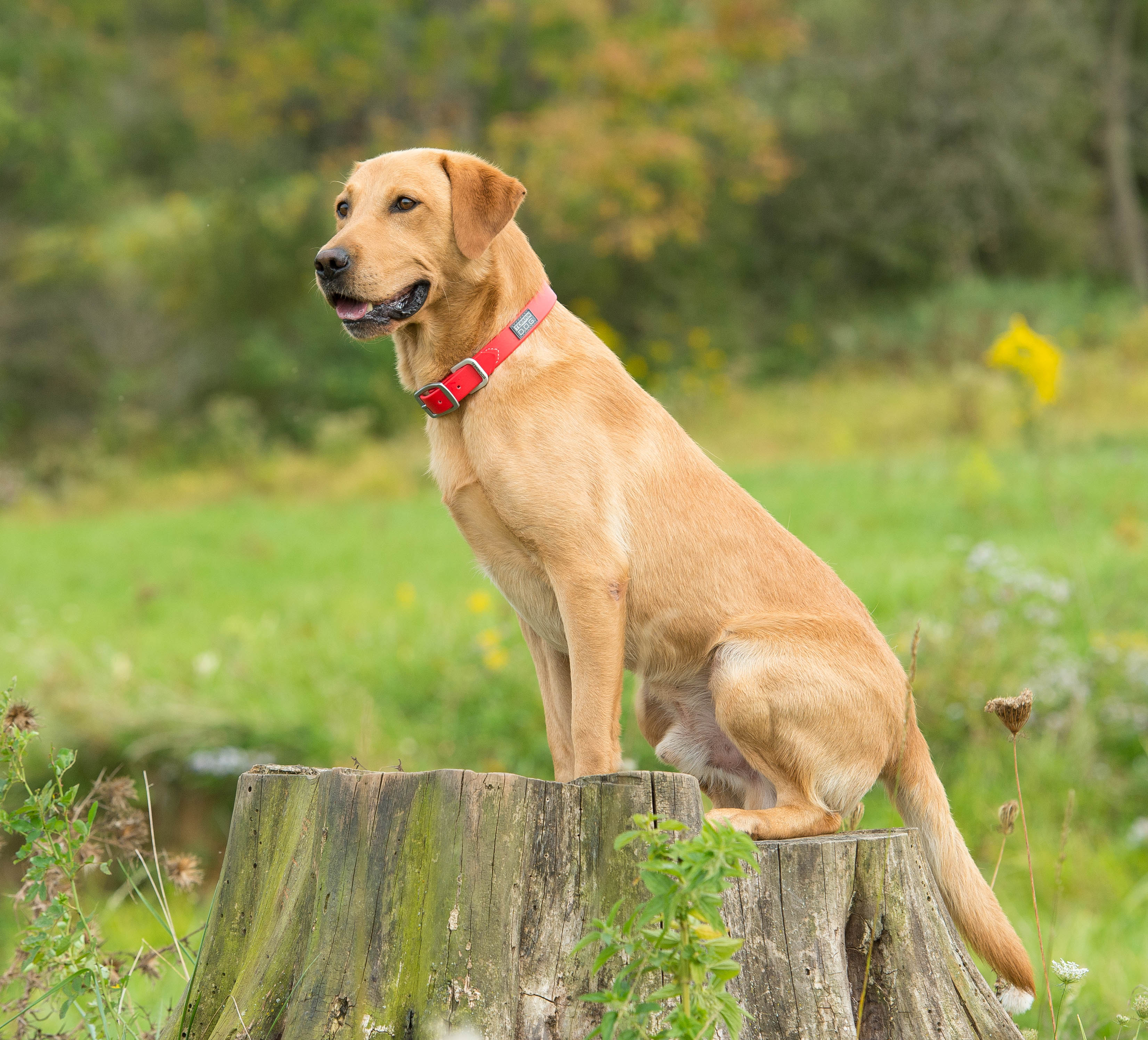 PPD Leap of Faith | Yellow Labrador Retriver