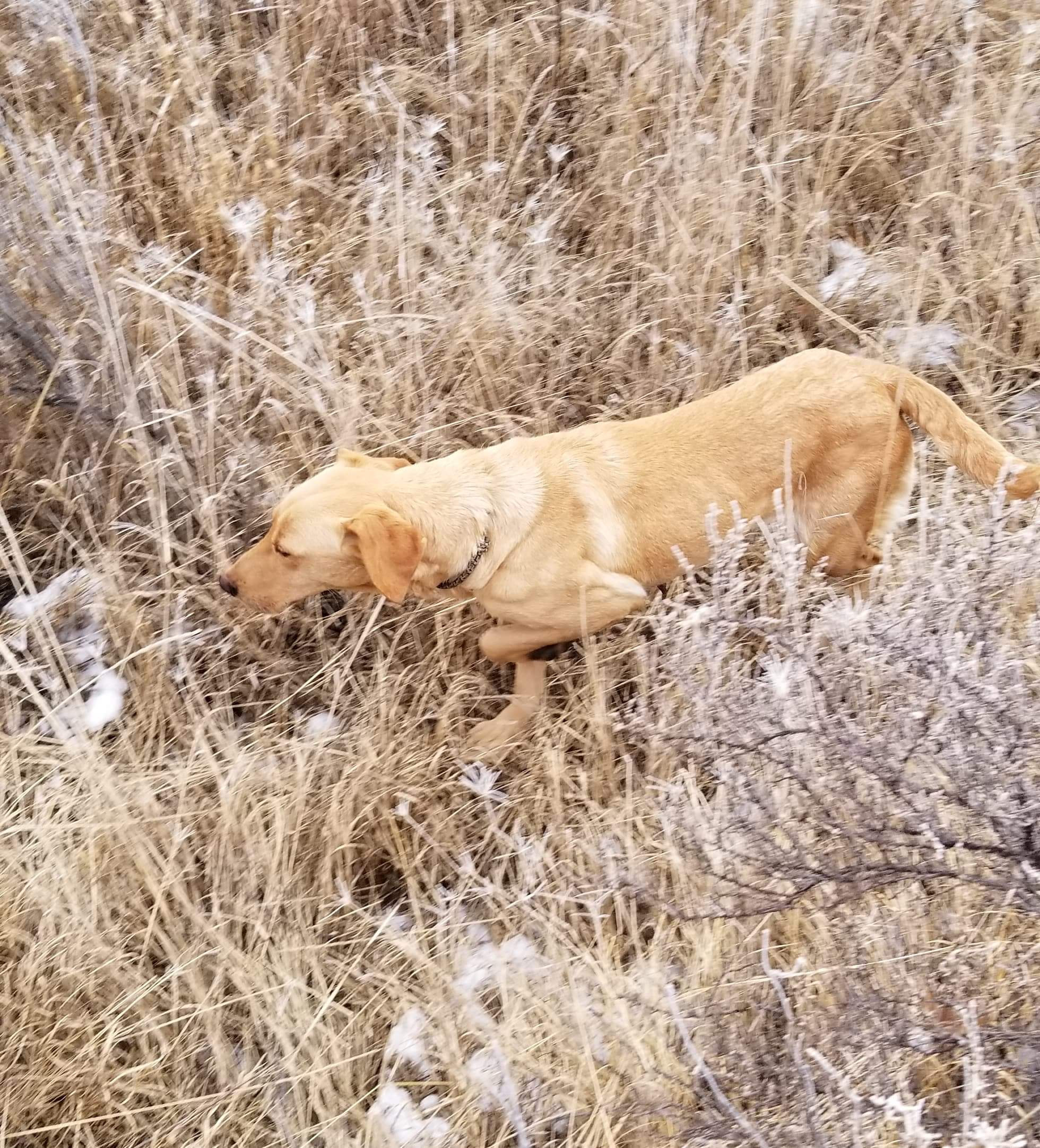 Tl Ketch Of Leadburn | Yellow Labrador Retriver