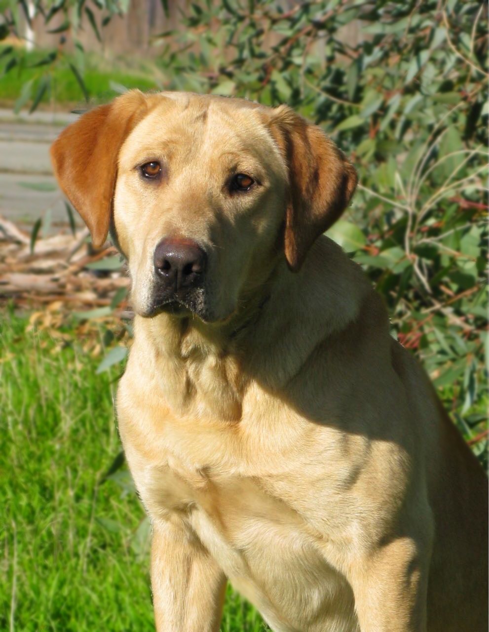 Castle | UNKN Labrador Retriver