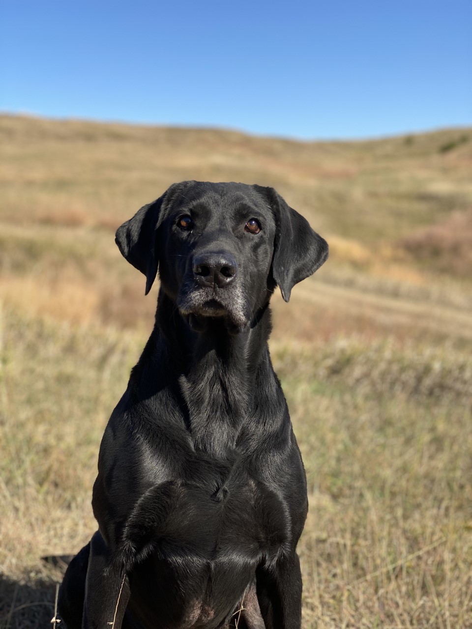 HRCH Duckdawgs Bayou Terror MH | Black Labrador Retriver