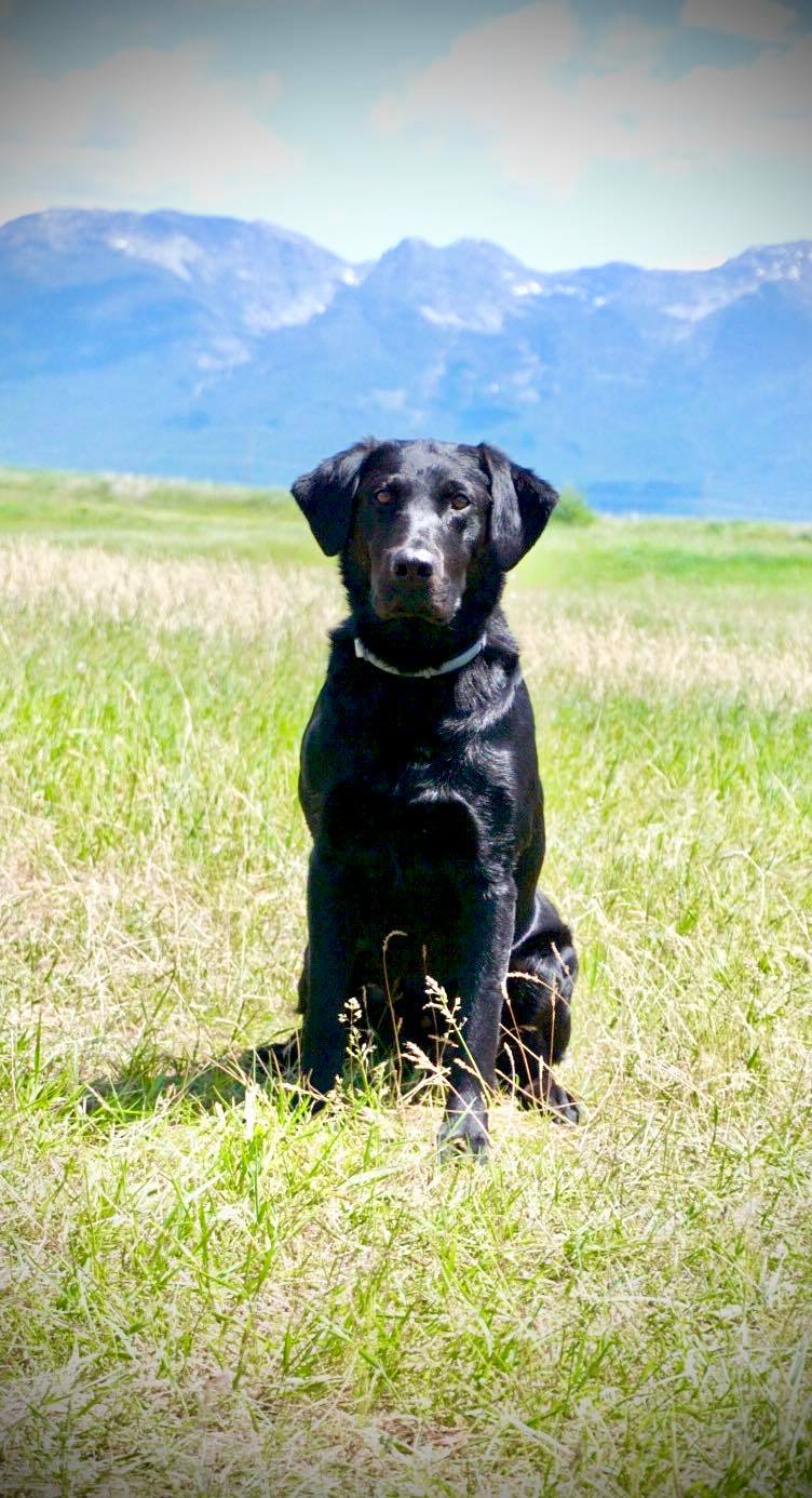 Maximum Blue QA2 | Black Labrador Retriver