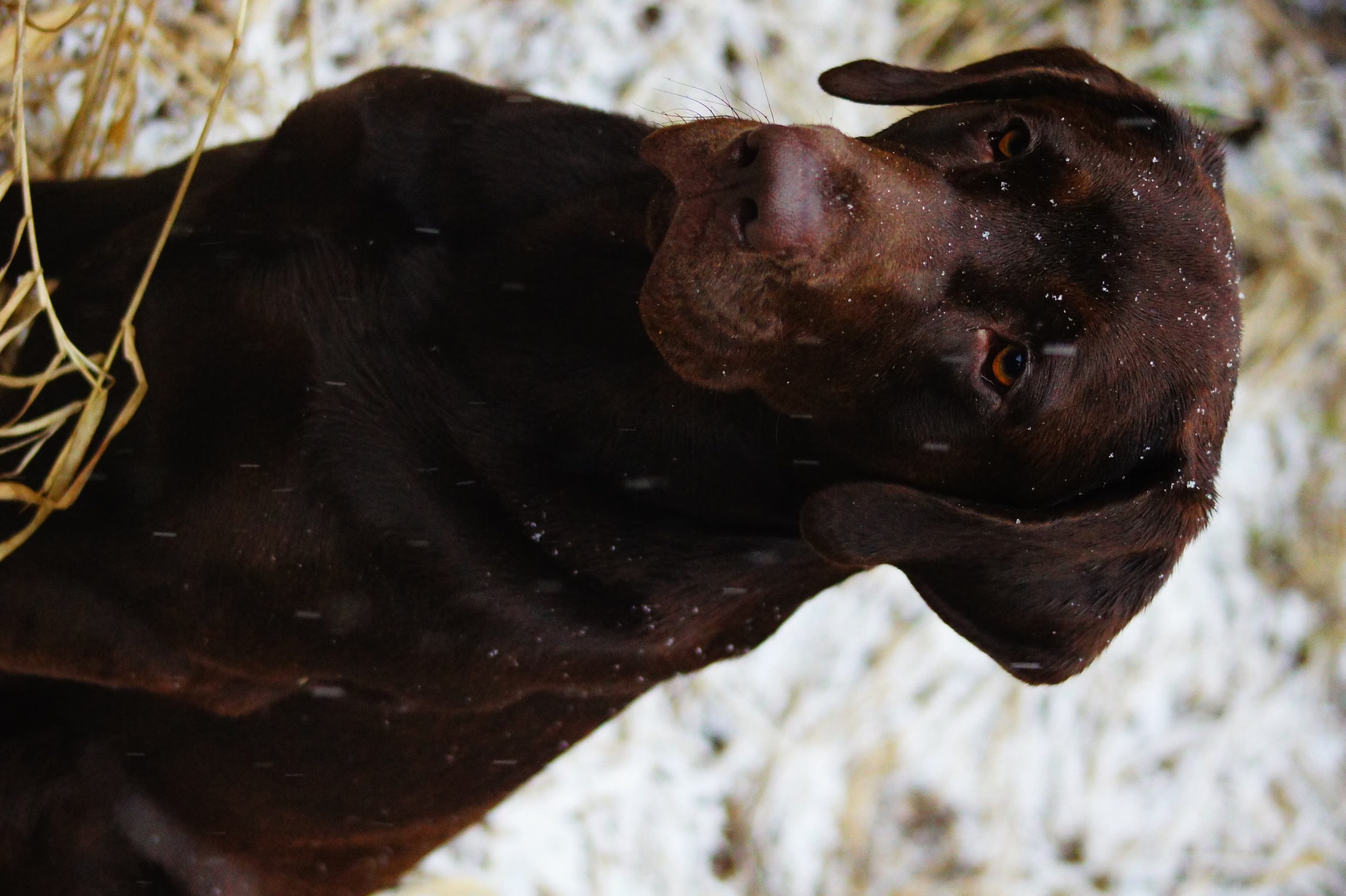 Belmont's Absolution Blues Elwood | Chocolate Labrador Retriver