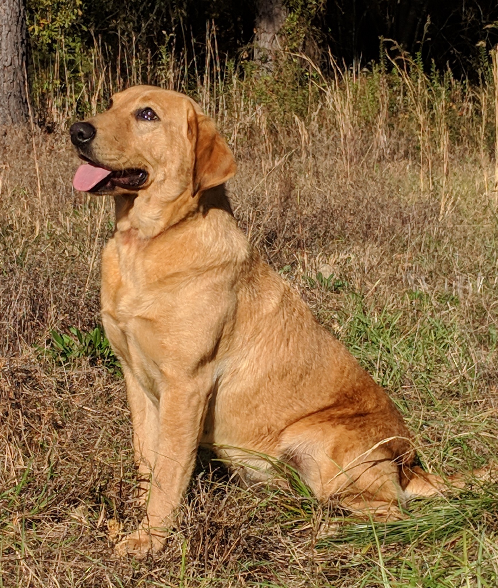 Riptide's Ruby Red | Yellow Labrador Retriver