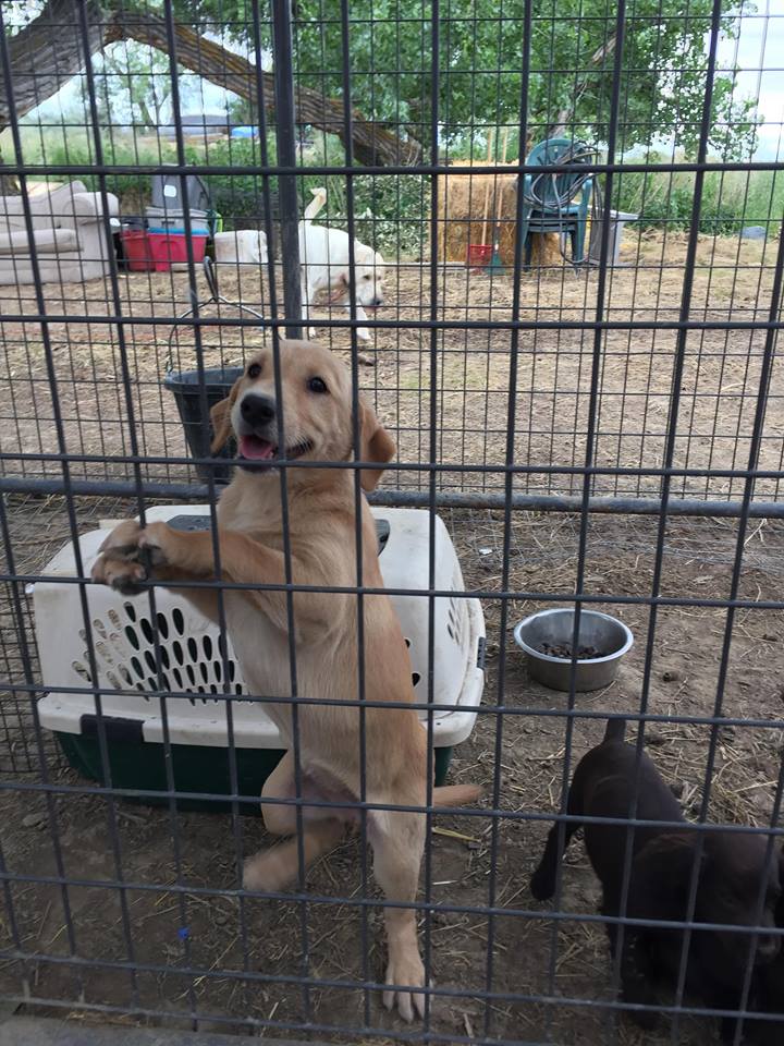 CCK Greenbriar Rouen Lassie | Yellow Labrador Retriver