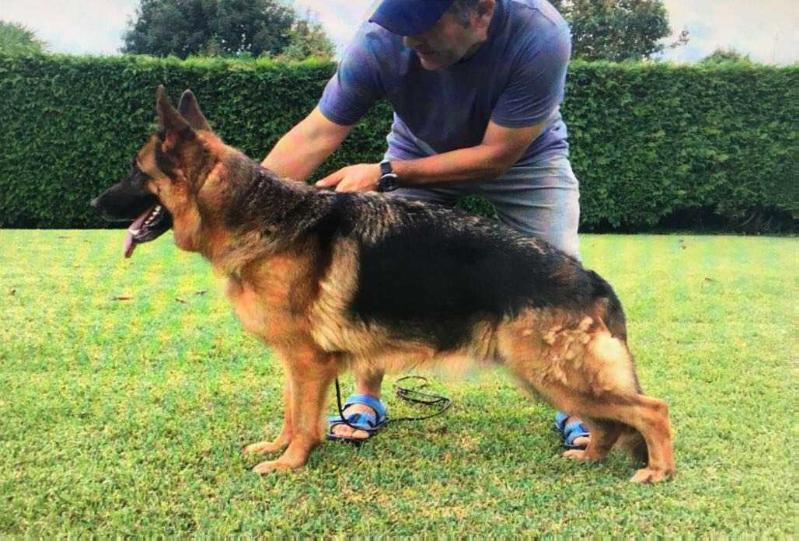 Varinka de Los Cantabros | German Shepherd Dog 