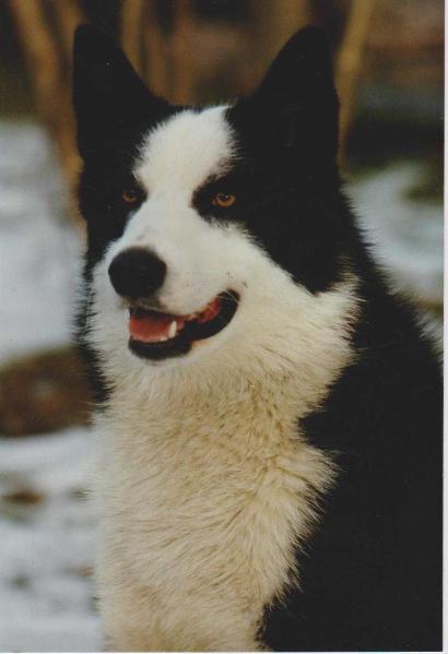 CORNELIUS Nalle | Karelian Bear Dog 