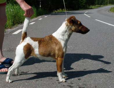 Bodils Jessy Belle | Smooth Fox Terrier 