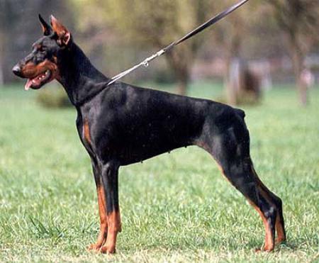 Gravin Unita v. Neerlands Stam (NHSB 2002406) | Black Doberman Pinscher