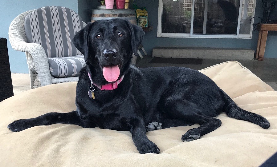 Lady Rey Elizabeth Skywalker | Black Labrador Retriver