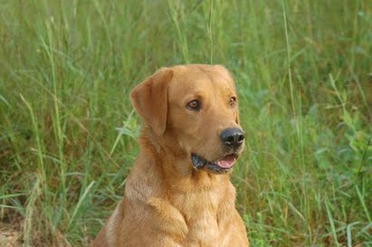 Elite Ace's Dark Diablo Of Myreton | Yellow Labrador Retriver