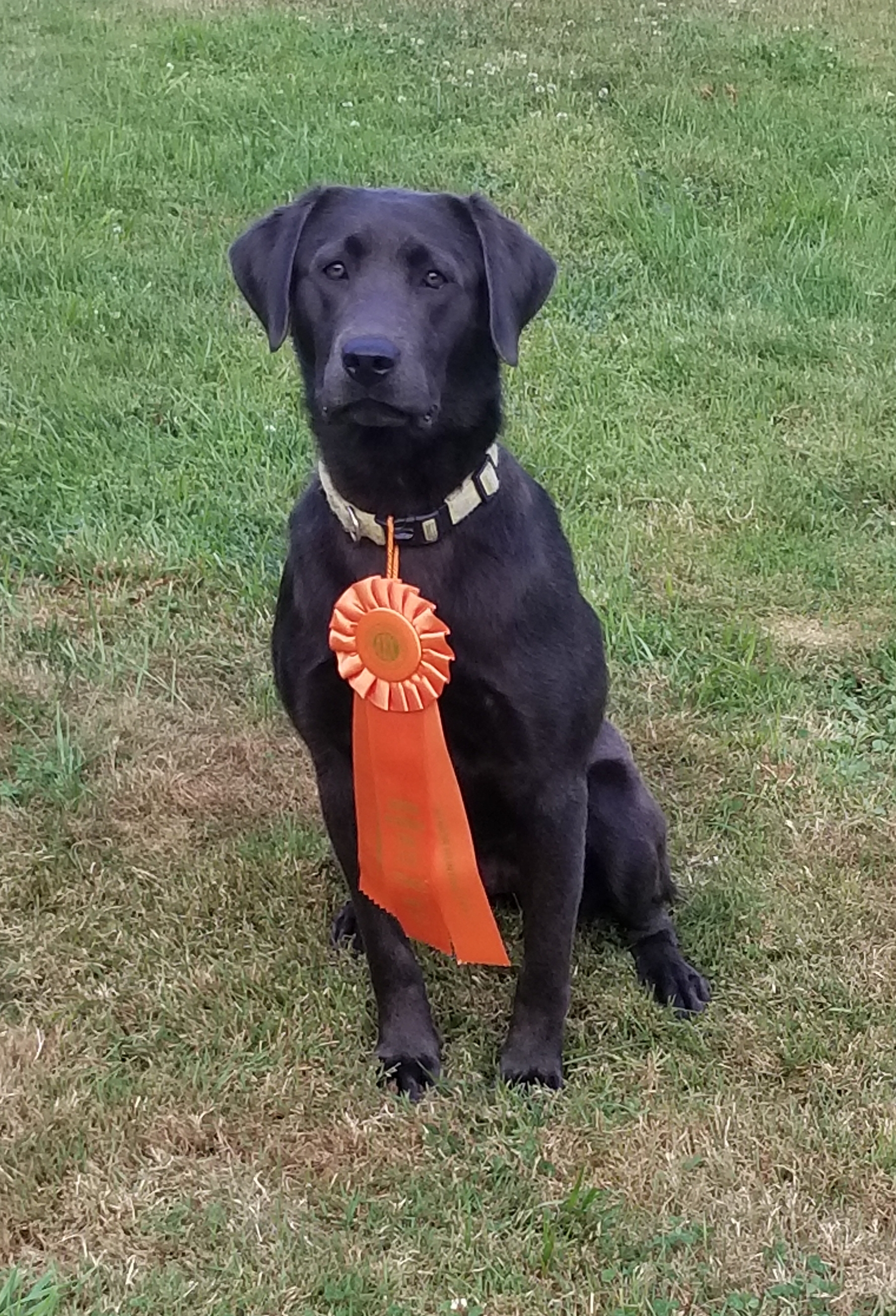 WCR Bigfoots Smokin' Oakley CGC | Black Labrador Retriver