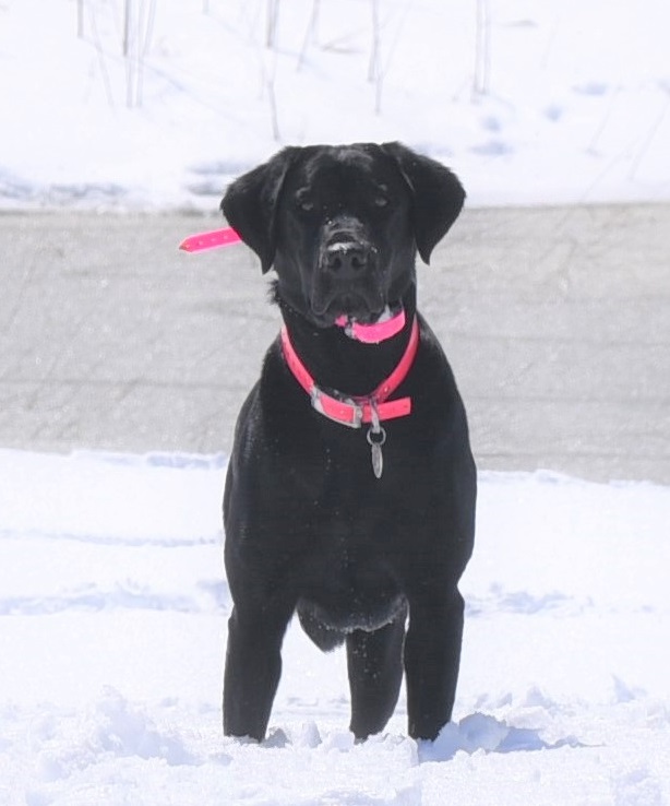 Heifort's Majestic Bird Bag'n Benelli JH | Black Labrador Retriver