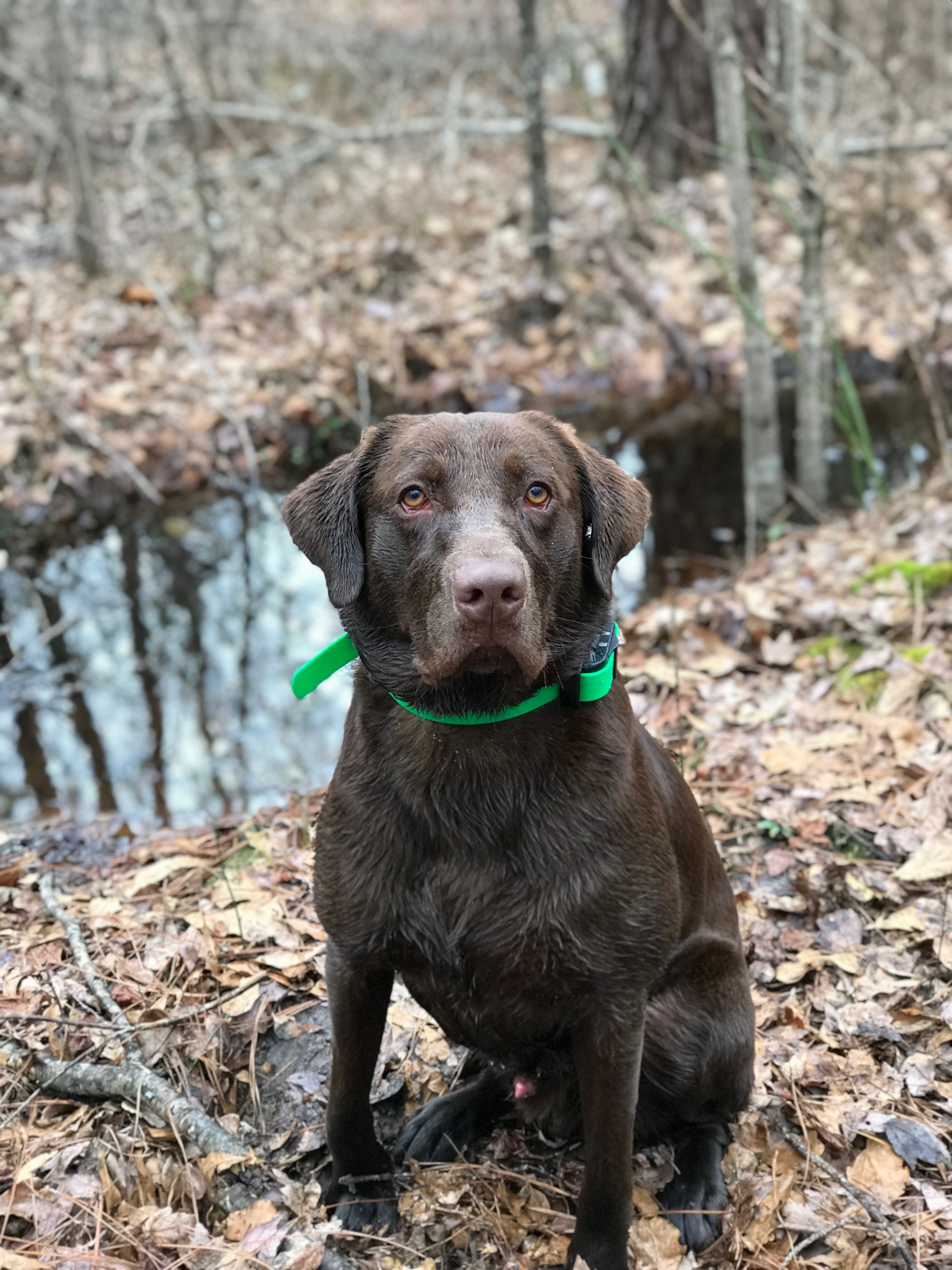 Dobson’s Chase N’ Tail | Chocolate Labrador Retriver