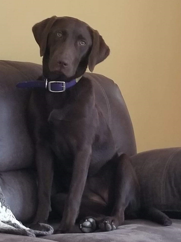 Dairylands Yankee Skygazer | Chocolate Labrador Retriver