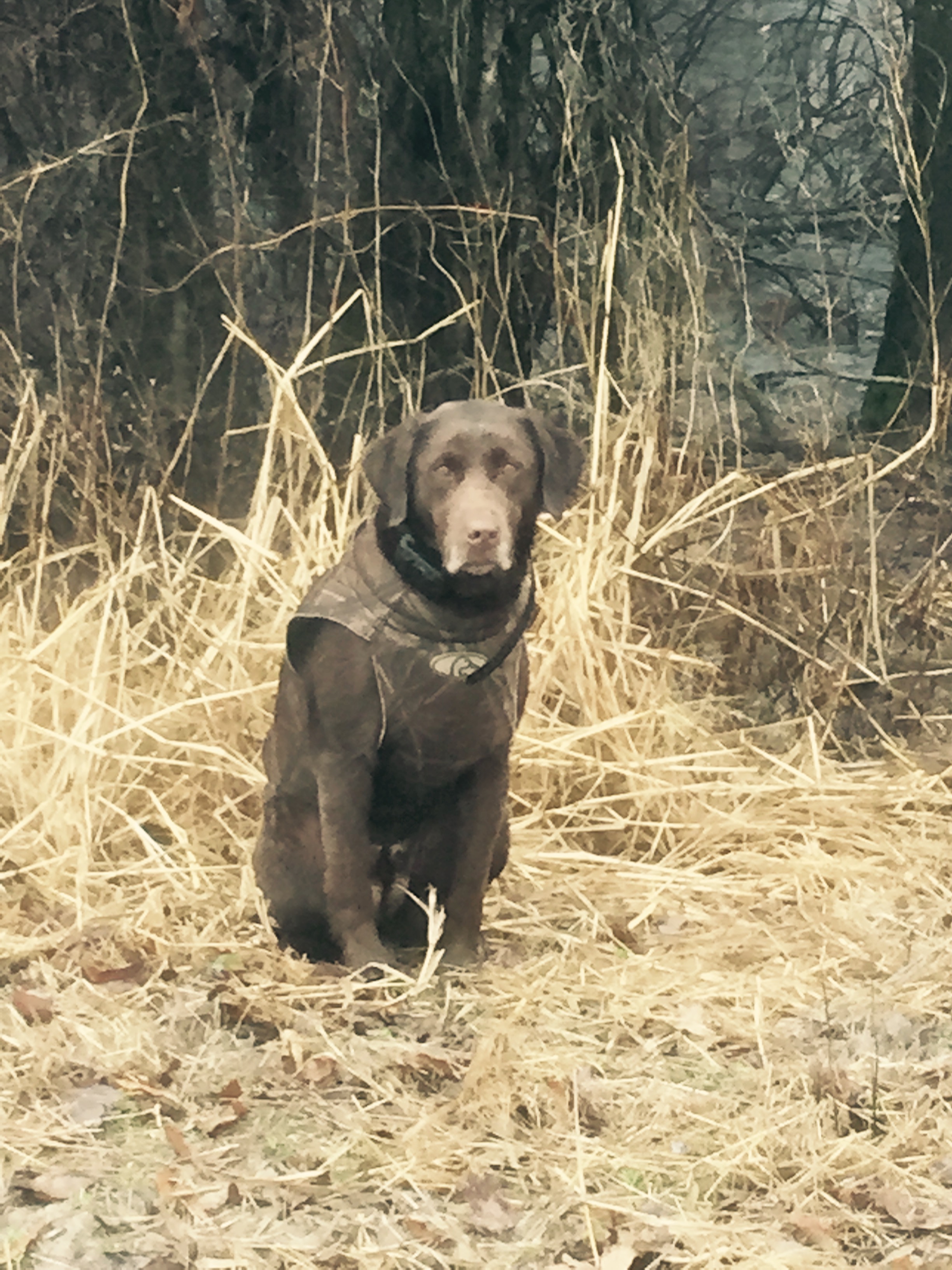 HR Coosa River Rowdy Rousey | Chocolate Labrador Retriver