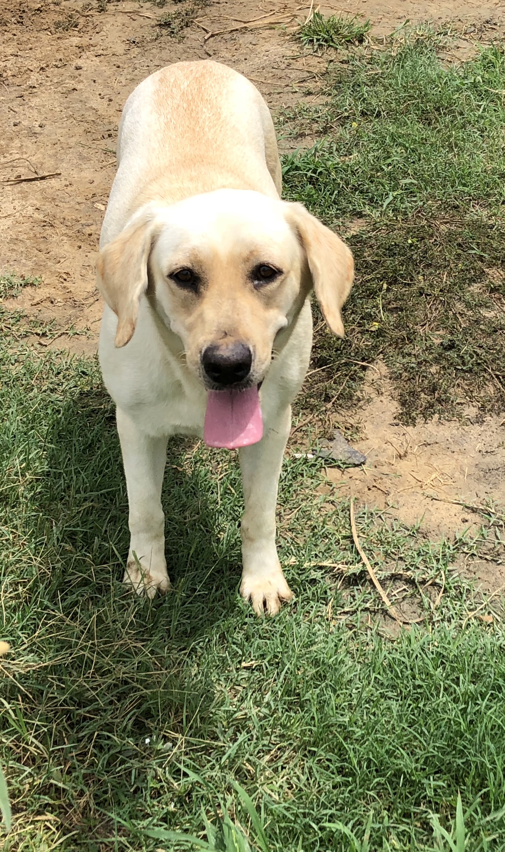 Earle’s Mercedes | Yellow Labrador Retriver