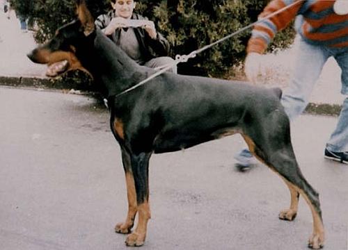 Heidy Royal Bell | Black Doberman Pinscher