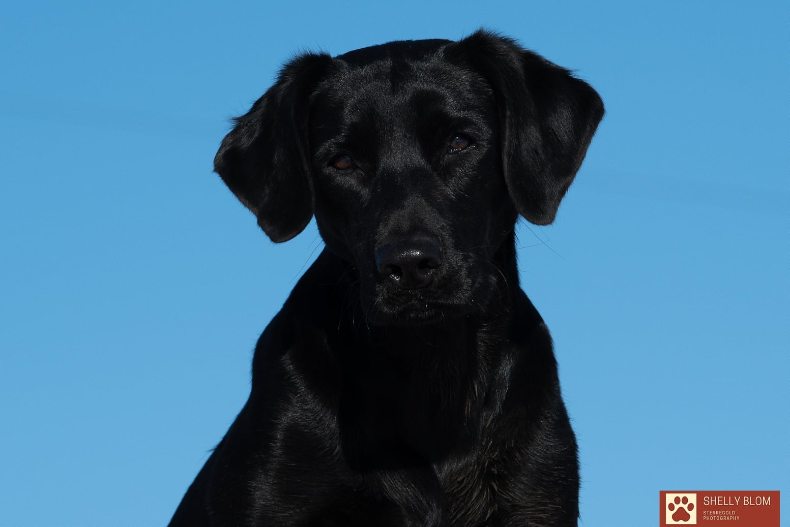 Southern Shakeup At Sterre Can WC | Black Labrador Retriver