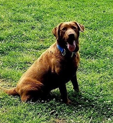 Burnette's Benevolent Beast | Chocolate Labrador Retriver