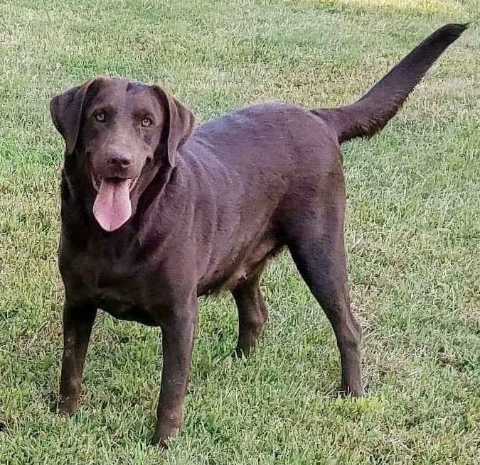 Piper At The Gates Of Dawn Of C&B | Chocolate Labrador Retriver