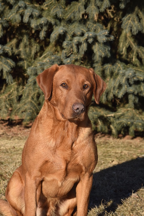 4xGMPR Wilkman's High Caliber Ryker MH | Yellow Labrador Retriver