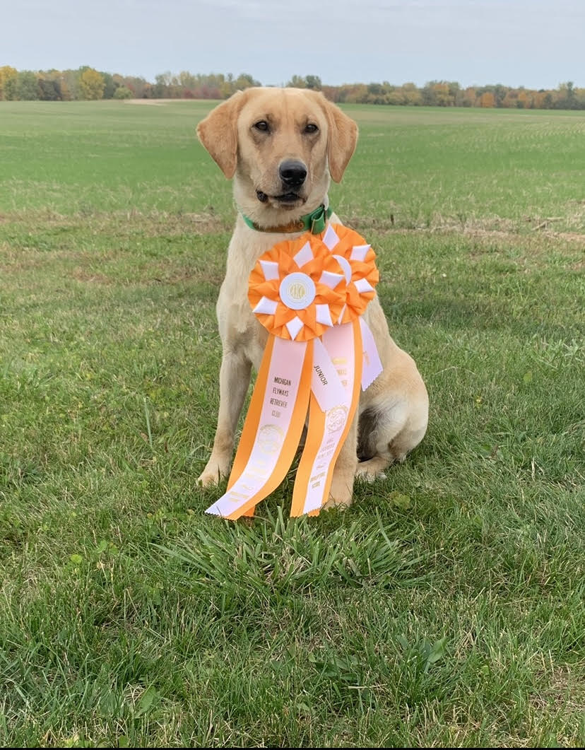 UP Labradors Camo Queen  JH | Yellow Labrador Retriver