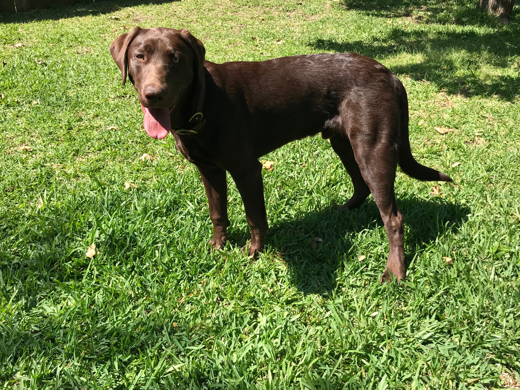 SHR Midnight Ridge's Duck Duck Goose JH | Chocolate Labrador Retriver