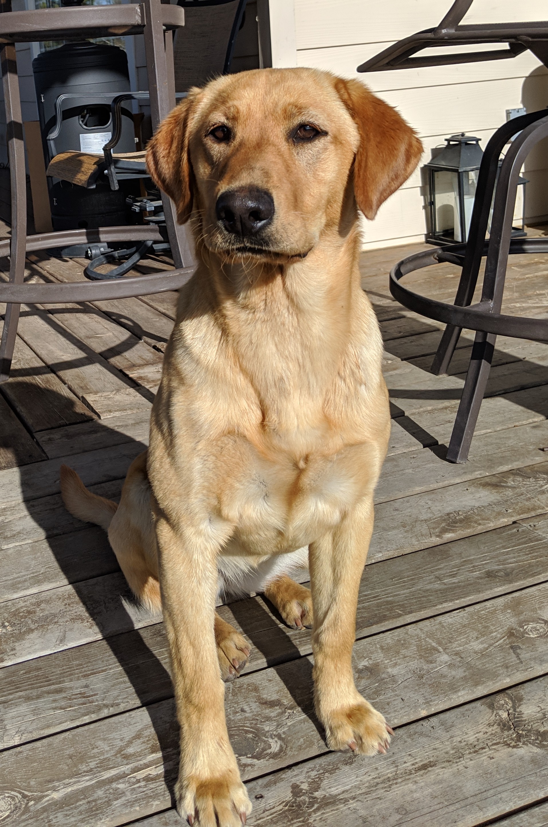 SHR Big Cottonwood's Storm Warning | Yellow Labrador Retriver