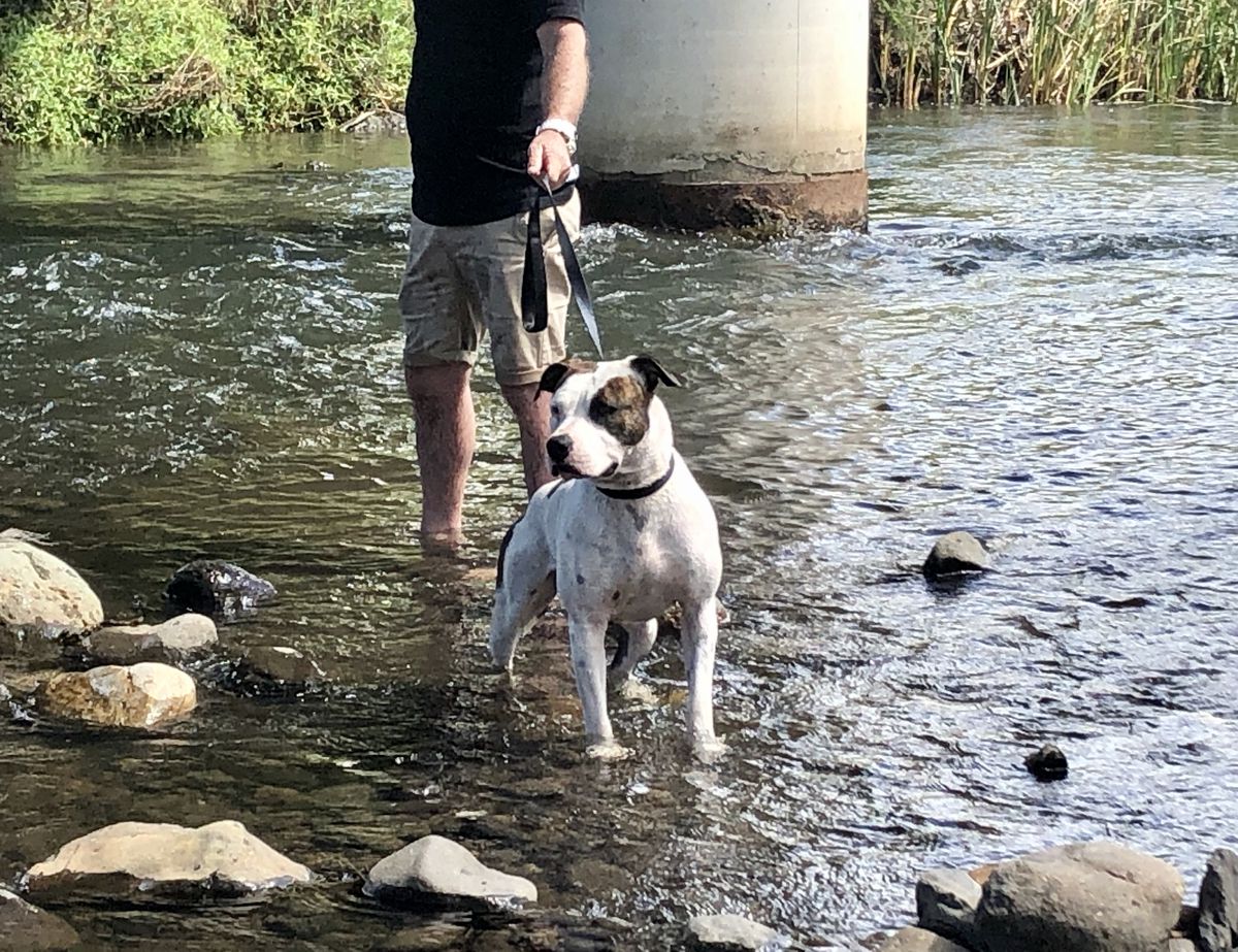Tredanky Fury At Showdown | American Staffordshire Terrier 